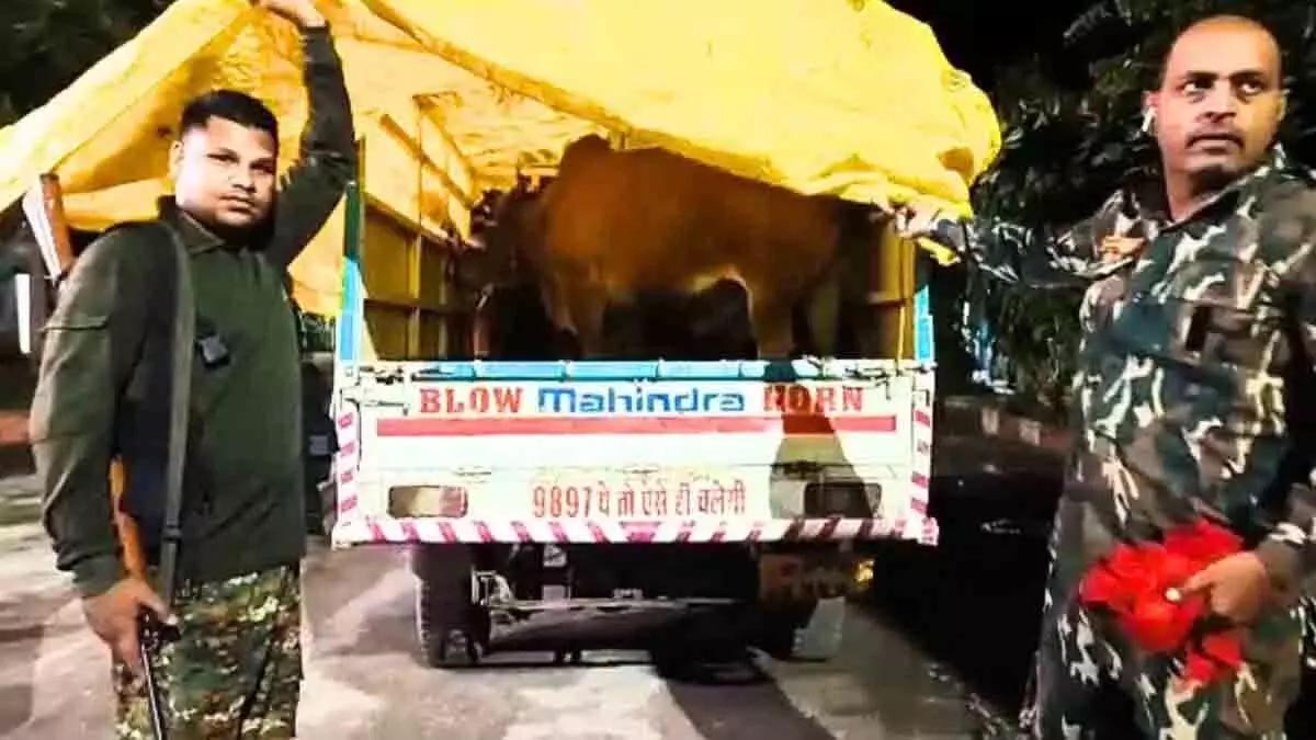 Pickup driver arrested for smuggling cows