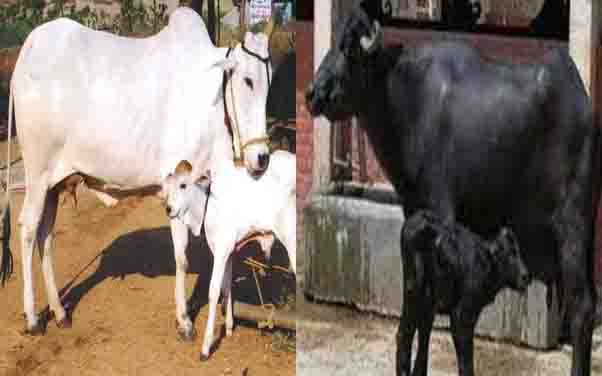 Give music to the cow-buffalo and pour milk, this saying is not true