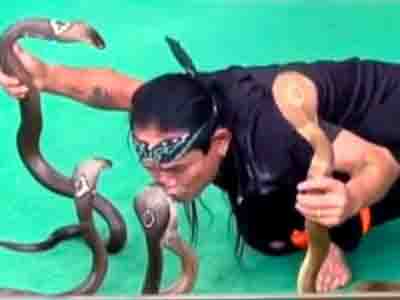 Man gets 5 king cobras for kissing a snake!