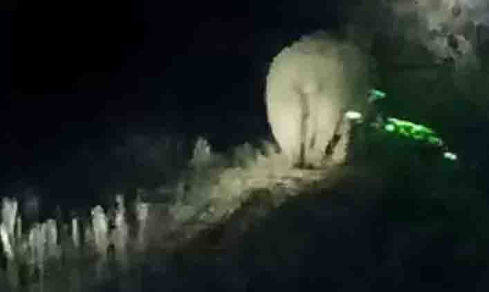 Elephants roaming in settlements, villagers are scared
