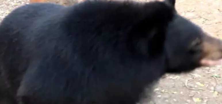 People on morning walk came face to face with bear, atmosphere of fear