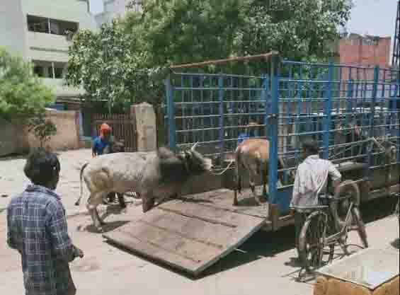 Campaign launched to catch stray cattle