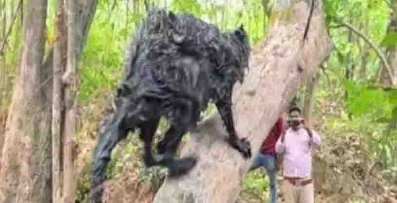 Flying squirrel found in truck, forest department did rescue