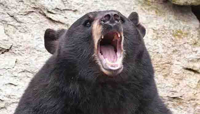 Woman injured in bear attack got immediate help
