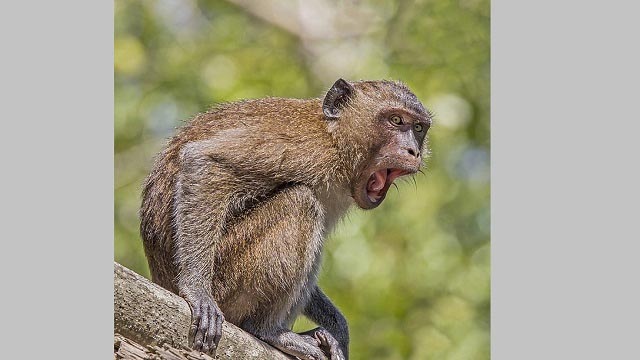5 NDRF jawans injured due to monkey attack in Cuttack
