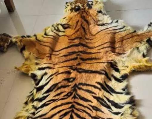 7 poachers arrested with tiger skin