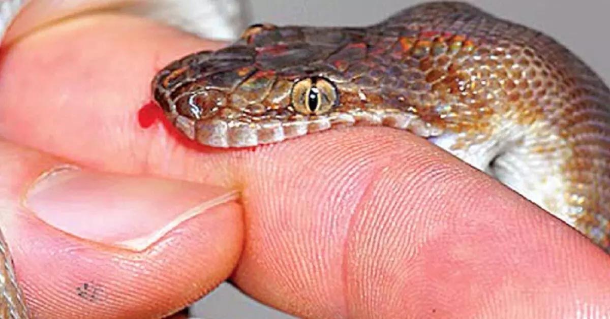 old woman died due to snake bite