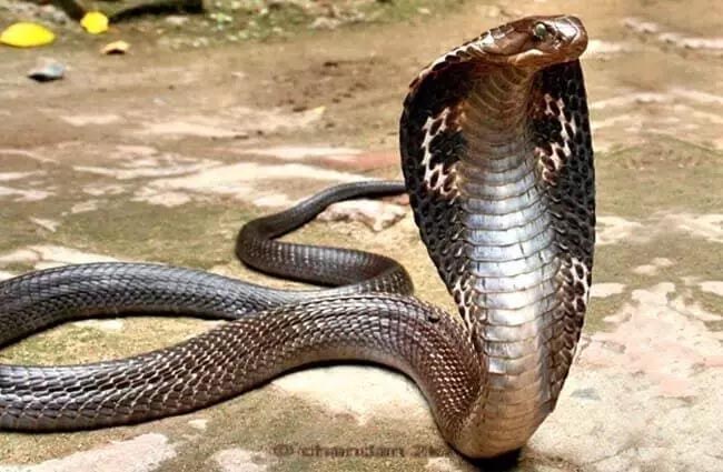 Woman bitten by cobra snake, died in hospital