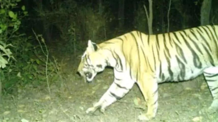 Number of tigers increased to 8 in Achanakmar, 2 females included