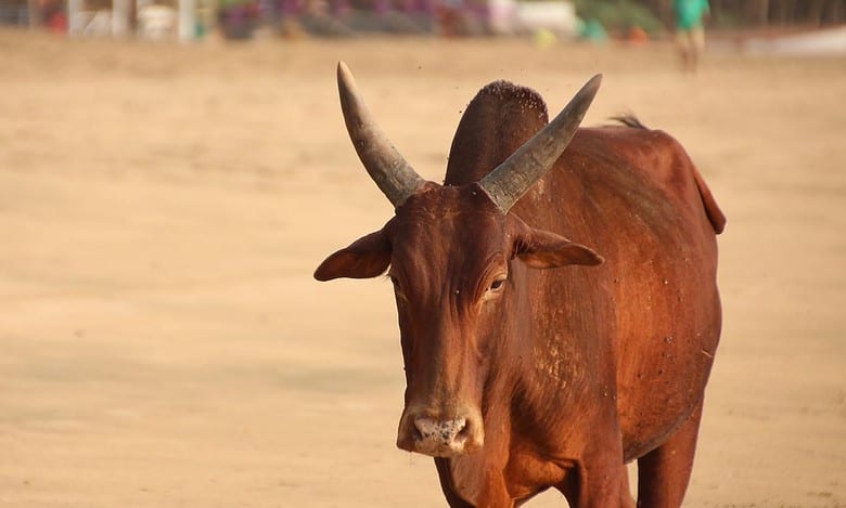 Hyderabad: Ruckus over Bakri Eid bull sacrifice in Lingampally