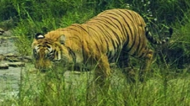 Tiger population drops from 28 to 20 in Odisha